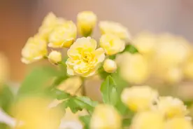 木香花，有着天下第一香的美誉，一不小心就爆盆的花，你可知晓？图片