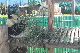 威海西霞口动物园游玩感受：哪些动物好看好玩？哪些地方是坑别踩图片