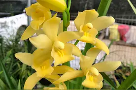 建兰铭品“黄金小神童”，易花易芽，种植容易，新手也能养好图片
