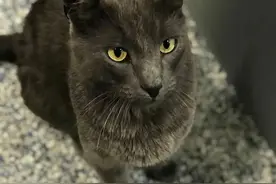 失踪数月的猫咪终于被找回，主人失声痛哭：我再也不会把你弄丢了图片