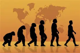 为何欧美人有206块骨头，亚洲人只有204块？少的2块去哪儿了？图片