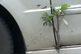 车门长出30公分小树苗，车主悉心照顾3年：撞车没事，碰树不行图片