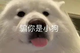 表情包：骗你是小狗图片