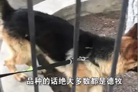 单只最高价33万，“考编失败”的淘汰警犬成功拍卖，总成交额317万元图片