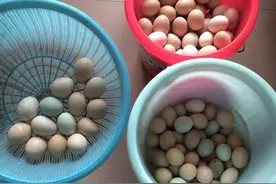 从外打破是食物，从内打破是生命！--小谈天然土鸡蛋的鉴别方法图片