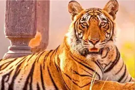 印度“虎王”：单杀3.7米巨鳄、活了20年，死后举行盛大葬礼图片