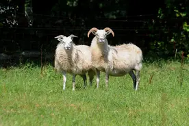 羊价突变？|| 7月1日 全国最新活羊价格图片