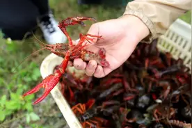 2022年小龙虾该怎么养？模式选对了收益会翻倍图片