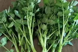 西洋菜5种最好吃的做法，每种都简单美味，看看你喜欢吃哪种？图片