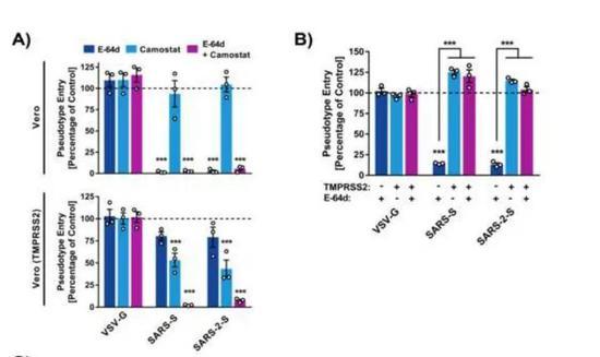 Cell：新型冠状病毒感染可被蛋白酶抑制剂阻断