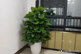 死记硬背“大叶绿萝”的“3喜3怕”，还愁养不好图片