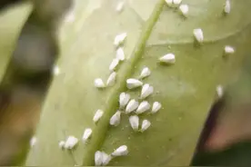 吡虫啉复配小配方，专门针对抗性害虫，而且经济实惠图片