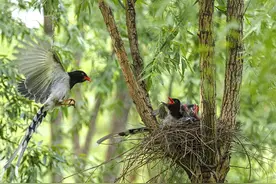 这一窝可爱的红嘴蓝鹊安全出窝啦图片