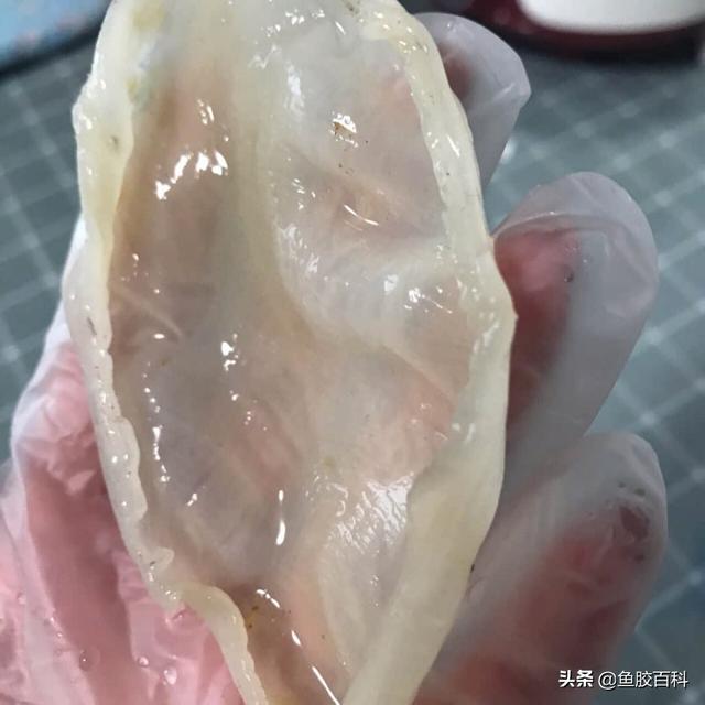 印尼花胶真假 2026年印尼花胶真假鉴别