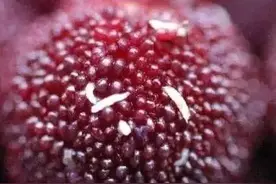 无花果其实是荤素搭配的果子图片