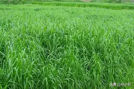 一年生四倍体黑麦草收割技术，如何利用效率高？来看下制作方法图片