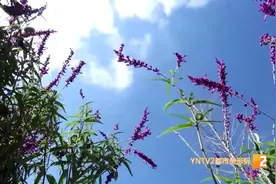 这个网红打卡点最美的花草都被割掉，只因他们蜂拥而至，踩踏花草拍照图片