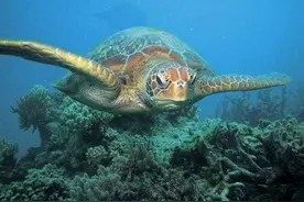 神话是真的？红海龟背上载着一个生命的世界！图片