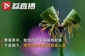 玄武湖网红并蒂莲被摘 罚款200元难防再犯图片