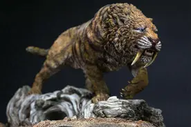 剑齿虎咬合力只有狮子的一半，为什么能以大象为食？图片