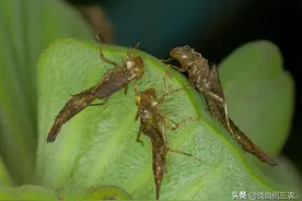 长得像螳螂，一年吃掉上万只蚊子，被人当美食吃，油炸嘎嘣脆图片