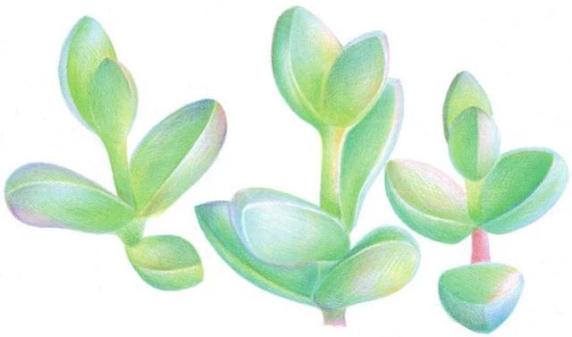 鹿角海棠画法教程:怎么样画多肉植物,原来这么简单,一起来学习