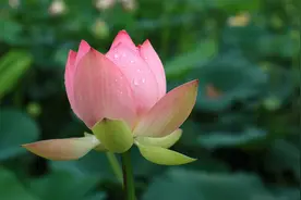 4K唯美花朵 花开四季图片