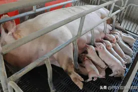 母猪产仔每窝老有2-3个死胎，并且产程太长，请问怎么回事？图片