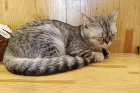 猫咪喵叫是为告知主人信息，学会六种常见猫语，更好理解爱猫状态图片