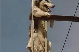 好心人报警：狗卡在电线杆上！消防员惊呆了：哈士奇从不叫人失望图片