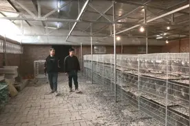 自主创业！高平小伙养起了美国鹧鸪图片