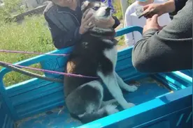 河南：大哥接过卖狗钱，笑呵呵道：别吃肉！转眼二哈就上了狗肉车图片