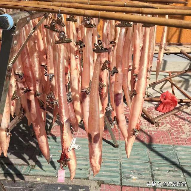 鱼胶怎么形成的 2026年鱼胶是什么做出来的?