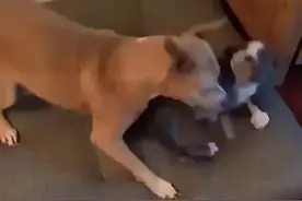 狗子小时候天天被大狗欺负，等它长大之后，终于报仇了图片