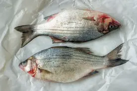 买鲈鱼，不是越大越好，避开3种鲈鱼，肉细味道鲜，次次买好鱼图片