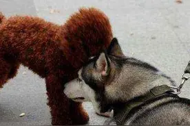 泰迪怀了二哈的孩子，生下一只独崽，小狗长大后一出门就成焦点图片