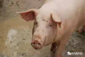 母猪产后容易遭受的11大疾病分享必看，有没有道理看完留下评论图片