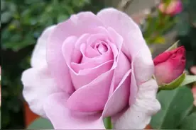 月季花苞长着长着就掉了，怎么回事？图片