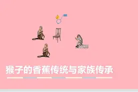 家庭是怎样影响一个人的成长的？我们来看看猴子家族传承实验？图片