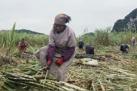 在广西，为什么蔗农都愿意请越南女工砍甘蔗，仅是为了工价便宜？图片