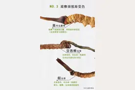 冬虫夏草的真假辨别图片