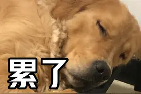 养狗人注意！这条规定与你息息相关图片