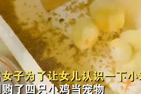 女子网购4只小鸡给女儿当宠物，5个月后“含泪”吃了一大碗图片