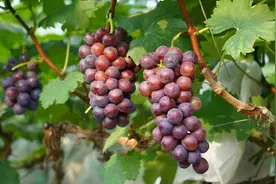 洗葡萄时，用盐水洗等于吃虫卵！30年老果农教你一招，虫卵全溜走图片