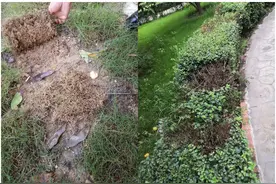 七月暴雨多，园林人做好这三点养护无忧图片