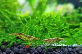 黑壳虾除藻多多益善，放太多了却不好，你知道黑壳虾的危害吗？图片