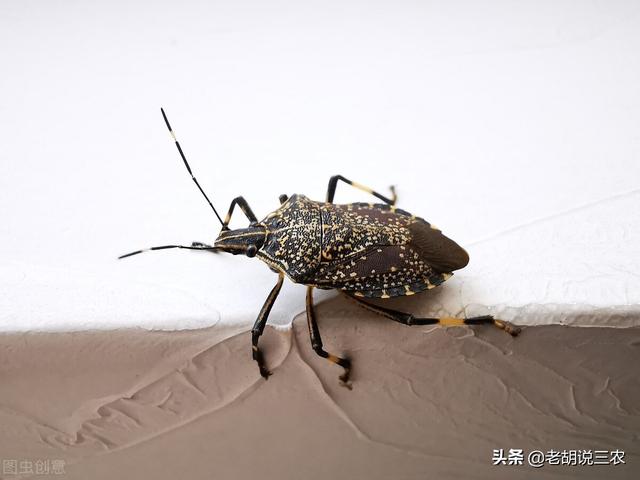 有的虫子呈长椭圆形,青绿色,腹下颜色较淡,头部呈近三角形