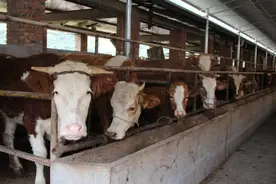 肉牛副结核病的流行病学诊断及防控图片