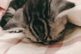 家中有猫，心里有光。真实的养猫感受究竟是哪样？图片