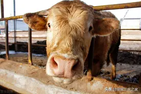 都说养殖很挣钱，看完这些真实的数据，就怕没几个人会去养了图片